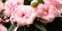 Mother's Day 2013