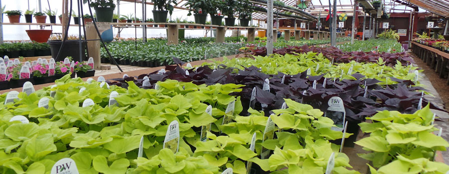 Greenhouse