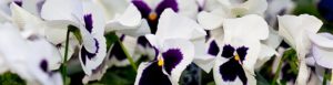pansy_white