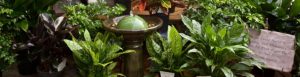plants_fountain