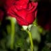rose