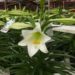 easterlily