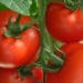 tomato tomato