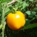 heirloom heirloom