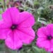 Petunias-731000 Petunias-731000