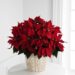 poinsettia poinsettia