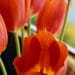 Tulip Tulip