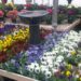 Pansies Pansies