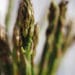 Asparagus from Blossom Town Asparagus from Blossom Town