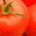 Fresh Tomatoes from Blossom Town Fresh Tomatoes from Blossom Town