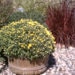 Fall Mums at Blossom Town Fall Mums at Blossom Town