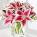 Lily Lily