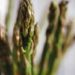 Asparagus
