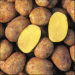 Potato Yukon Potato Yukon