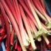 Rhubarb