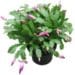 Christmas_Cactus_Plant