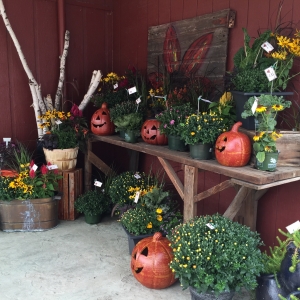 Fall Decor and Fall Mums at Blossom Town