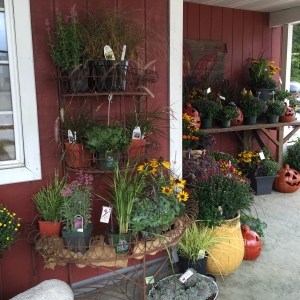 Fall Decor and Fall Mums at Blossom Town