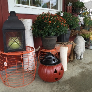 Fall Decor and Fall Mums at Blossom Town