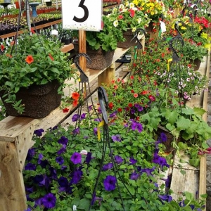 Our Popular Hanging Baskets are Ready