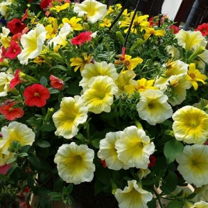 Our Popular Hanging Baskets are Ready