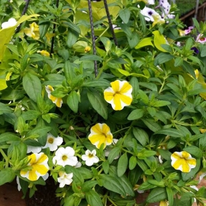 Our Popular Hanging Baskets are Ready