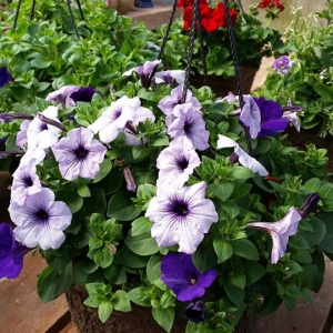 Our Popular Hanging Baskets are Ready