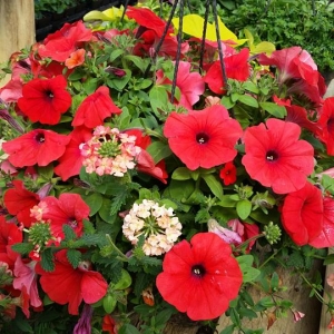 Our Popular Hanging Baskets are Ready