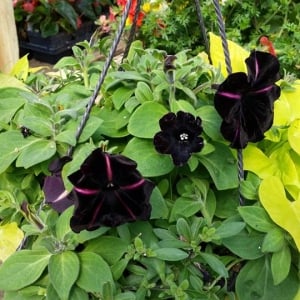 Our Popular Hanging Baskets are Ready