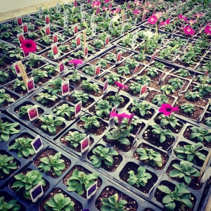 Spring in the Green House