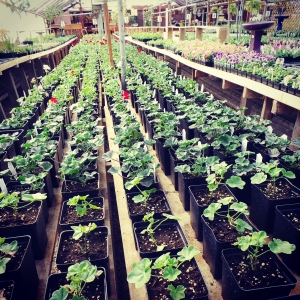 Spring in the Green House