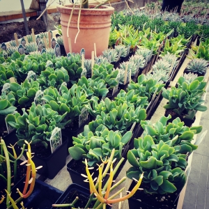 Spring in the Green House