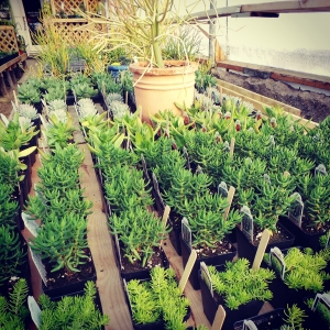 Spring in the Green House