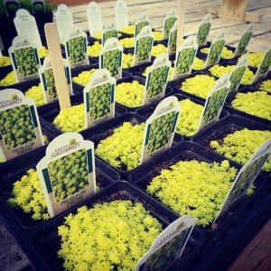 Spring in the Green House