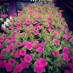Spring in the Green House
