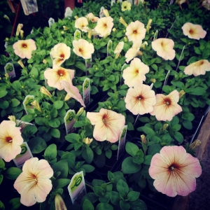 Spring in the Green House
