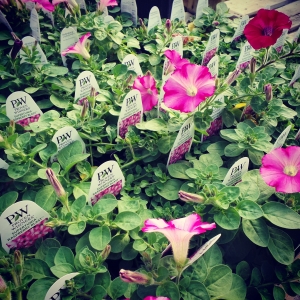 Spring in the Green House