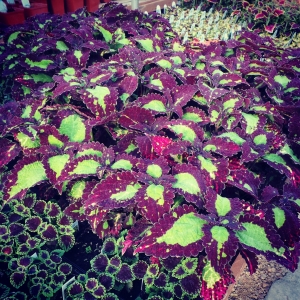 Spring in the Green House