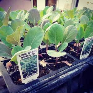 Spring in the Green House