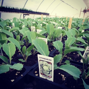 Spring in the Green House