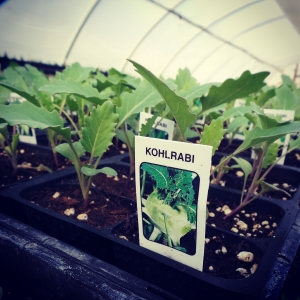 Spring in the Green House