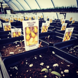 Spring in the Green House