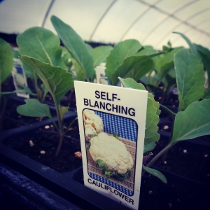 Spring in the Green House