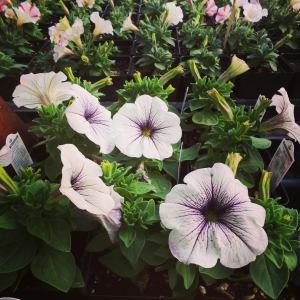 Spring in the Green House