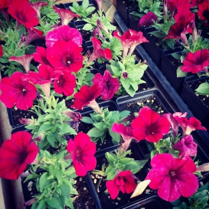 Spring in the Green House