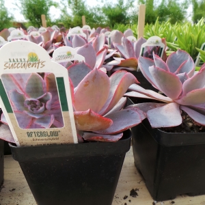 Spring in the Green House