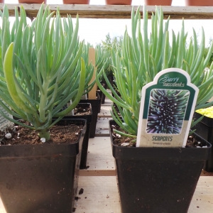 Spring in the Green House