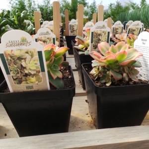 Spring in the Green House
