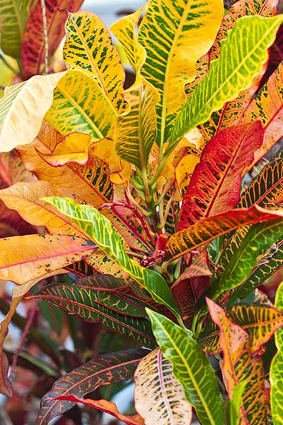 Crotons - Our favorite picks for Fall