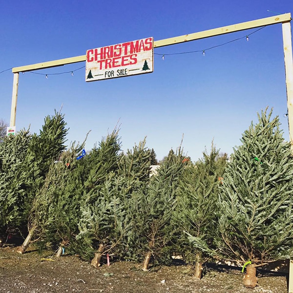Free Fresh Christmas Tree Delivery in Redwood Falls